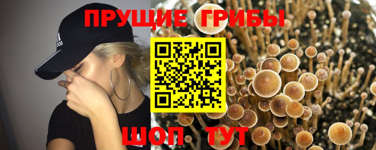 Шали  Псилоцибиновые грибы Psilocybine cubensis  Вход с VPN 
